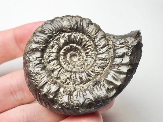 Peronoceras Ammonite Fossil Whitby