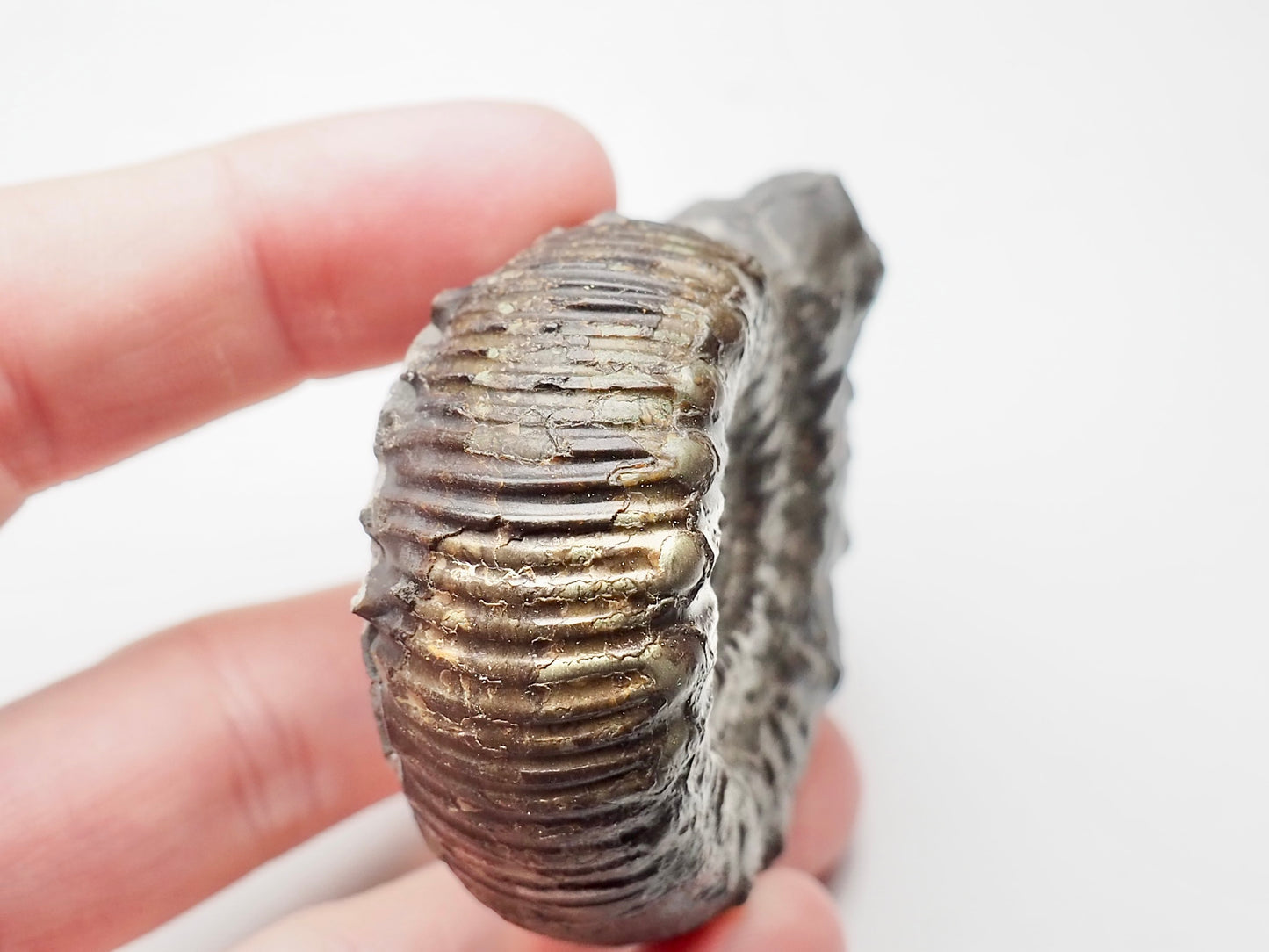 Peronoceras Ammonite Fossil Whitby