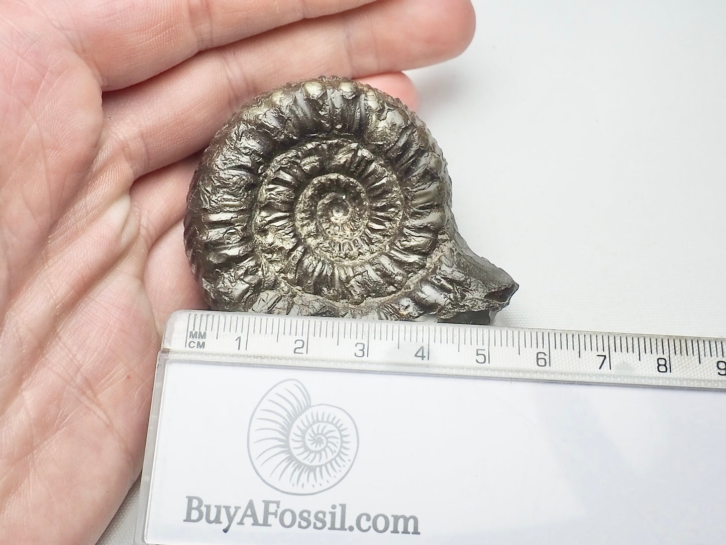 Peronoceras Ammonite Fossil Whitby