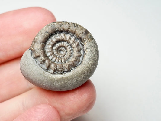 Gagaticeras Gagateum Ammonite