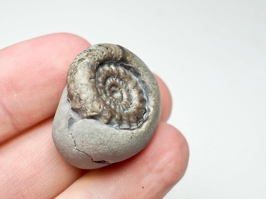 Gagaticeras Gagateum Ammonite