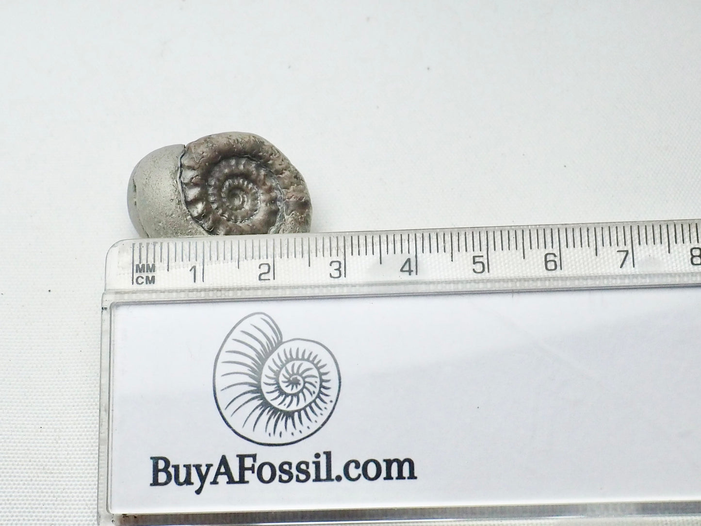 Gagaticeras Gagateum Ammonite