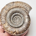 Whitby Semicelatum  Dactylioceras Ammonite Fossil – Yorkshire Coast Jurassic