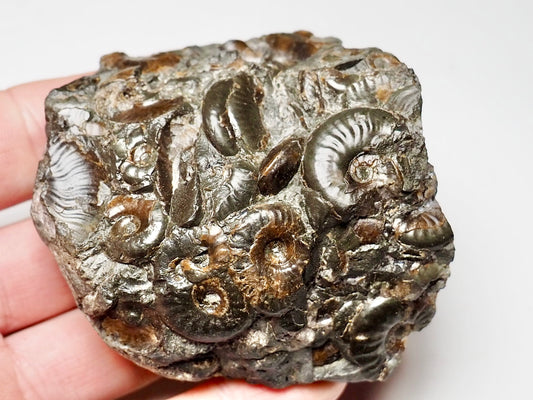 Cluster of eleganticeras ammonites