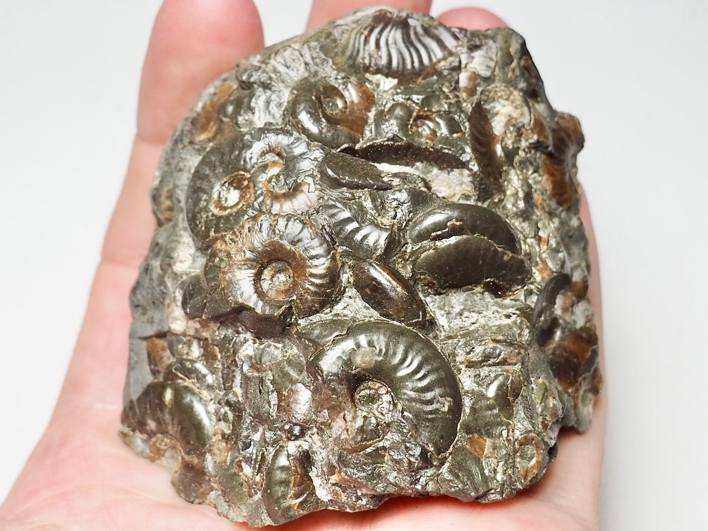 Cluster of eleganticeras ammonites