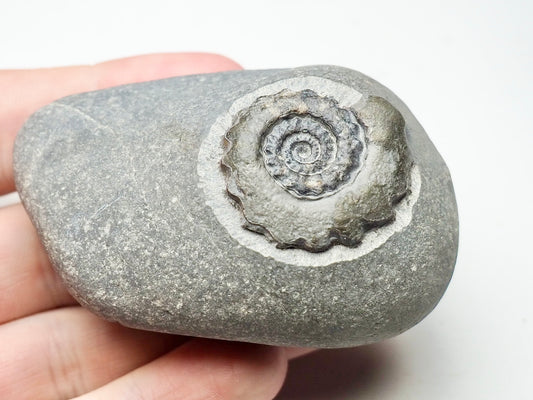 Gagaticeras Gagateum Ammonite