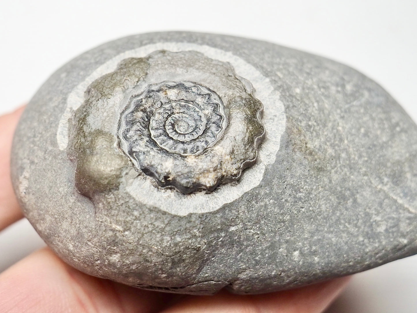 Gagaticeras Gagateum Ammonite