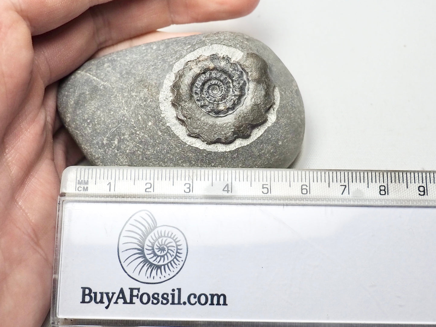 Gagaticeras Gagateum Ammonite