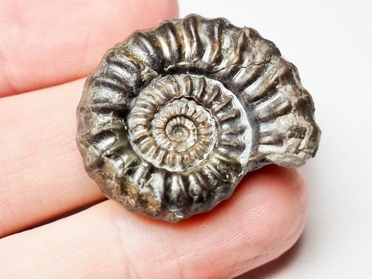 Gagaticeras Gagateum Ammonite