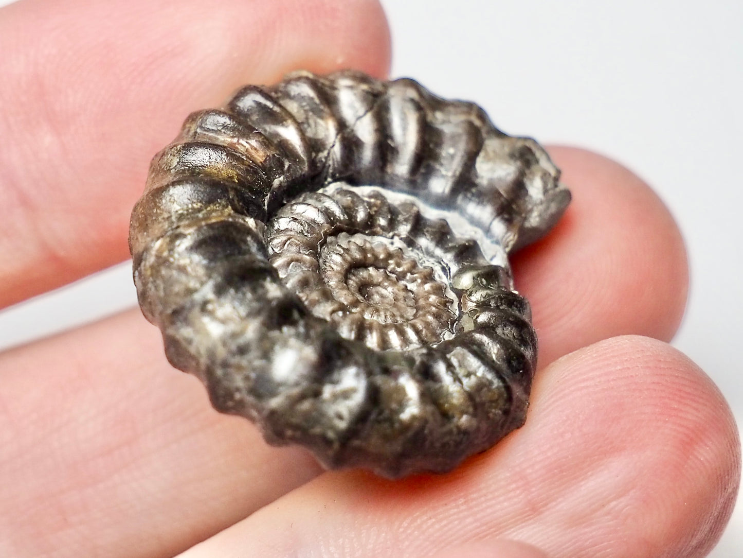 Gagaticeras Gagateum Ammonite