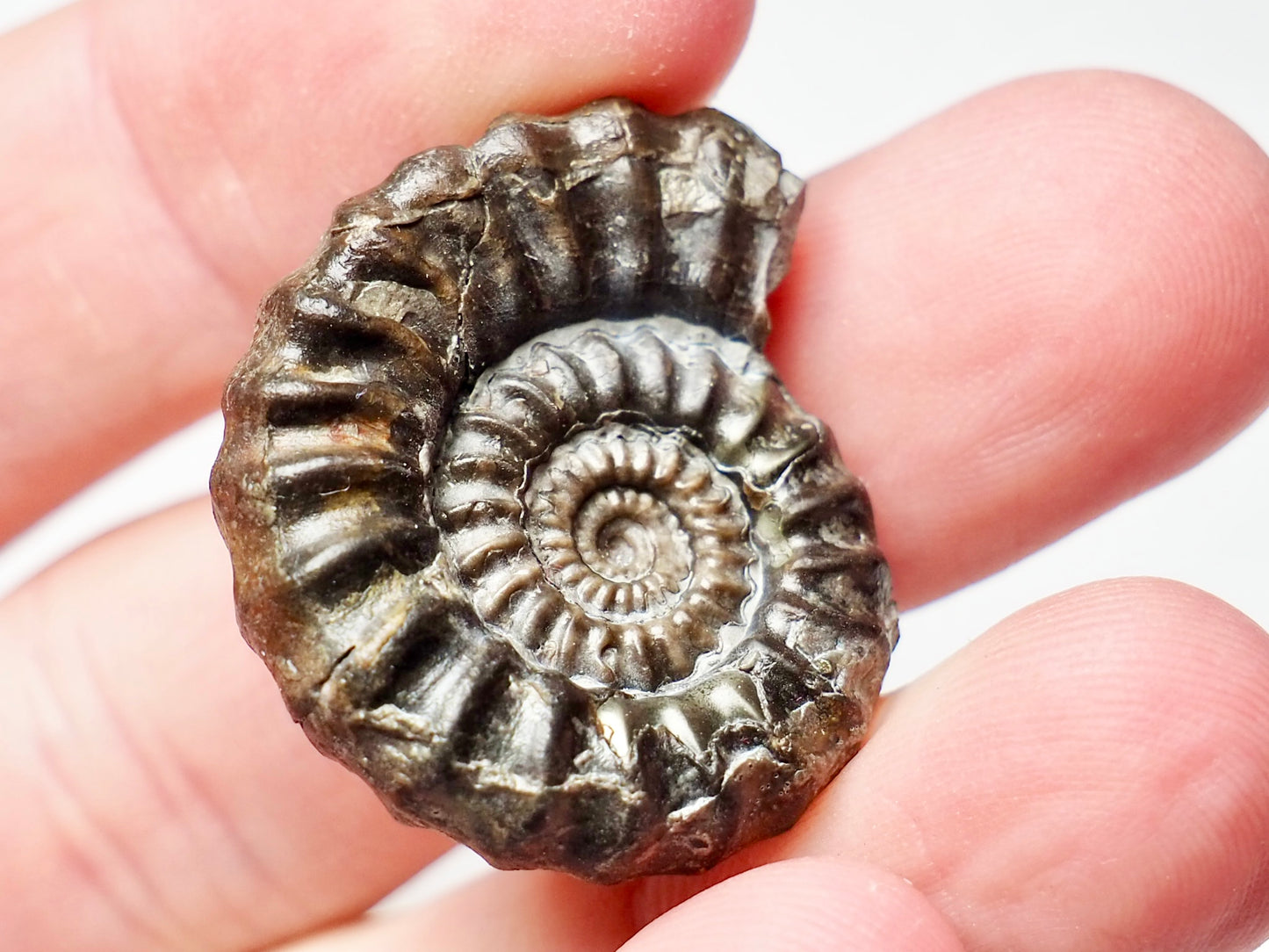 Gagaticeras Gagateum Ammonite