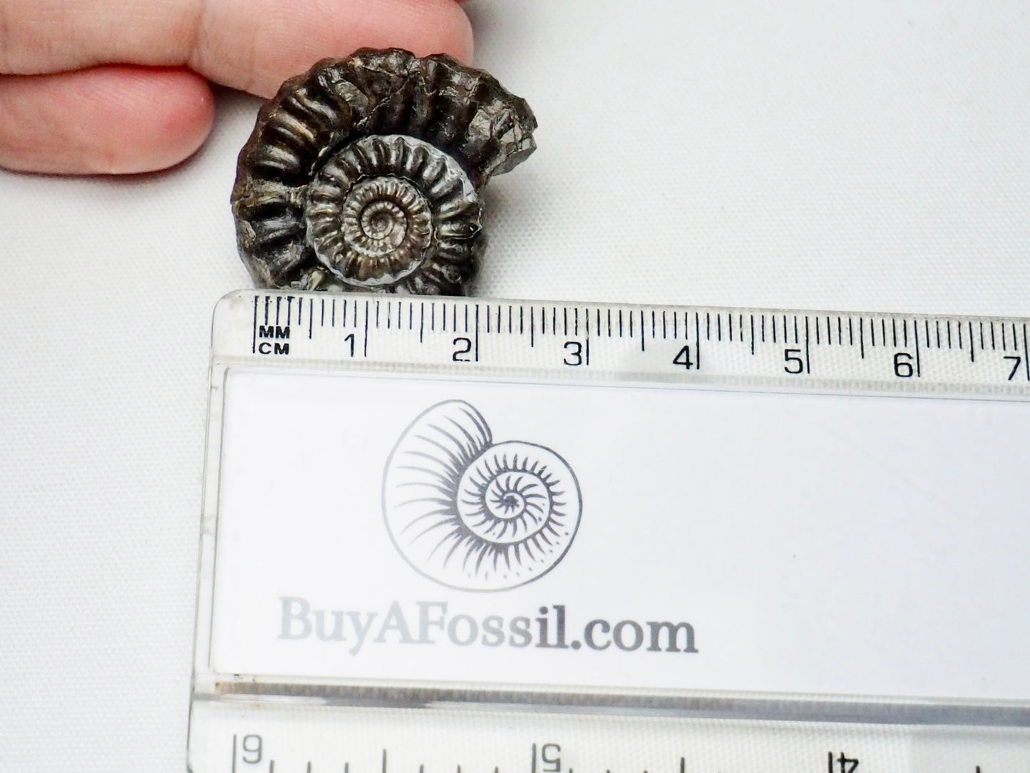 Gagaticeras Gagateum Ammonite