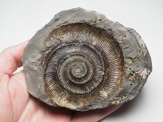 Ammonite Negative