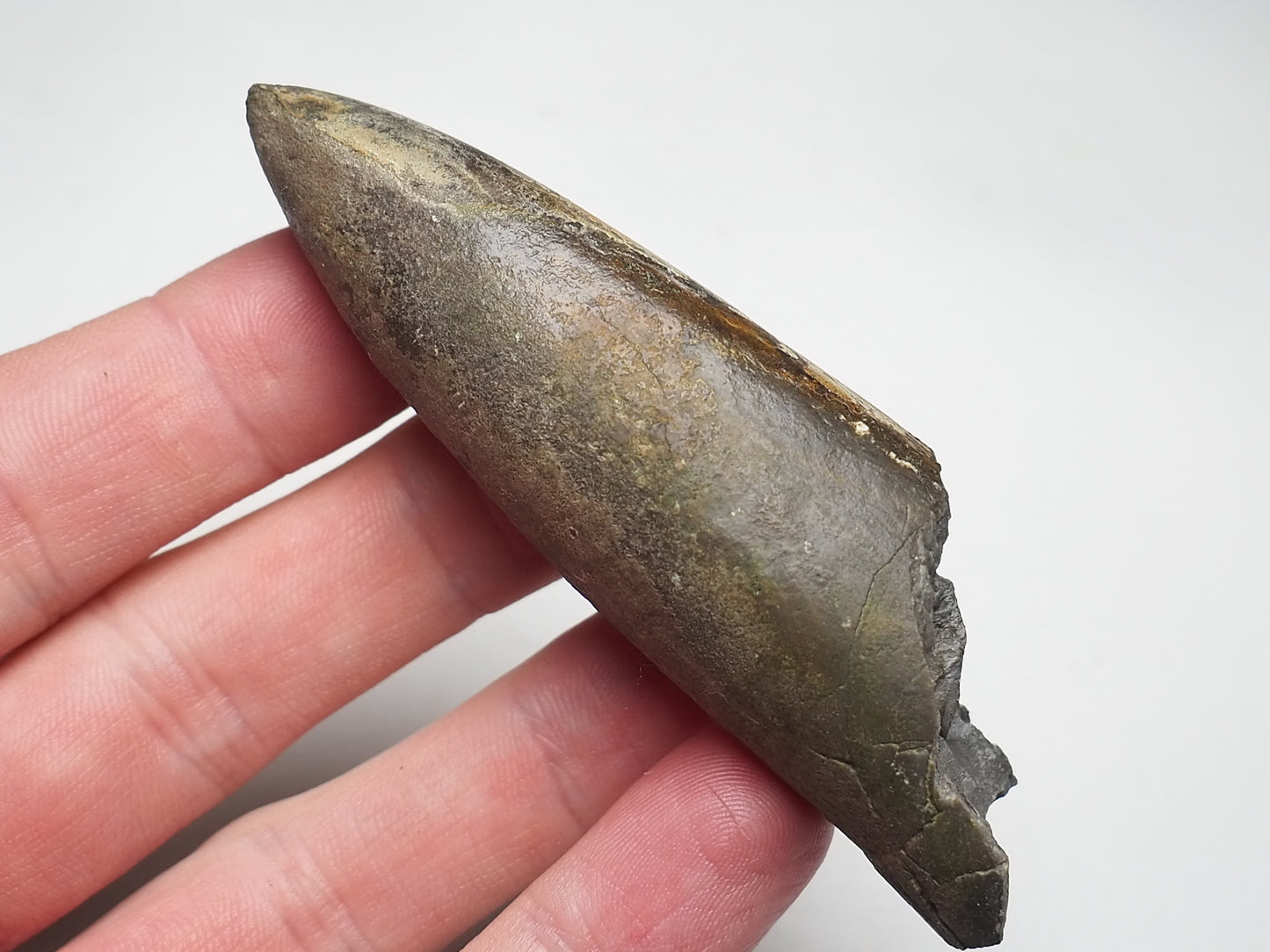 Belemnite