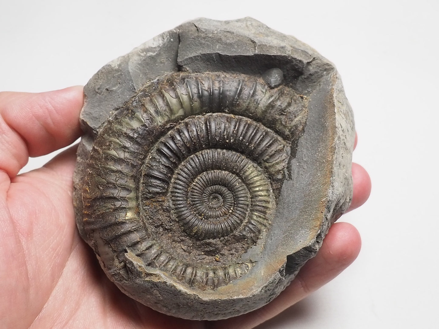 Ammonite