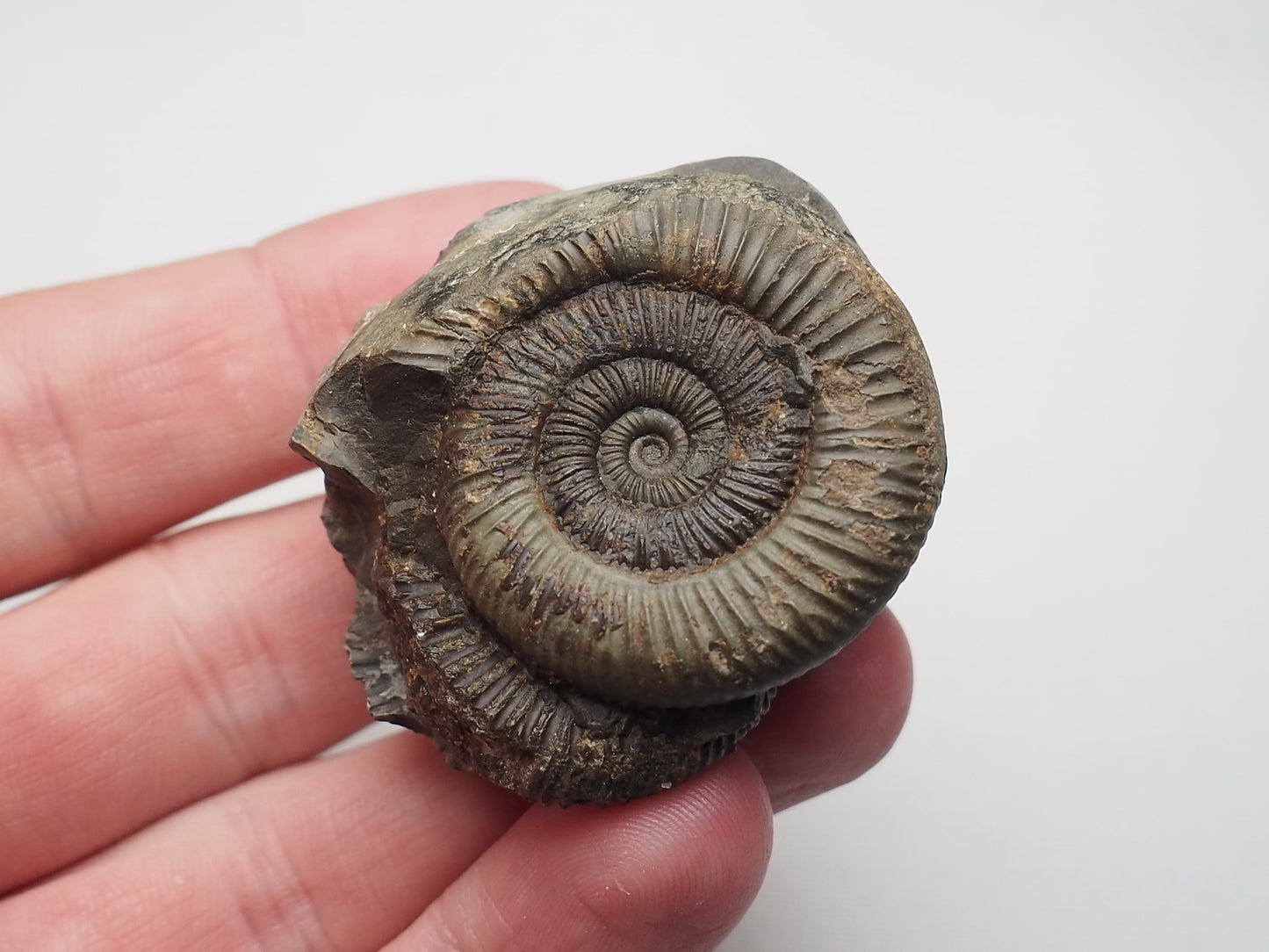 Ammonite