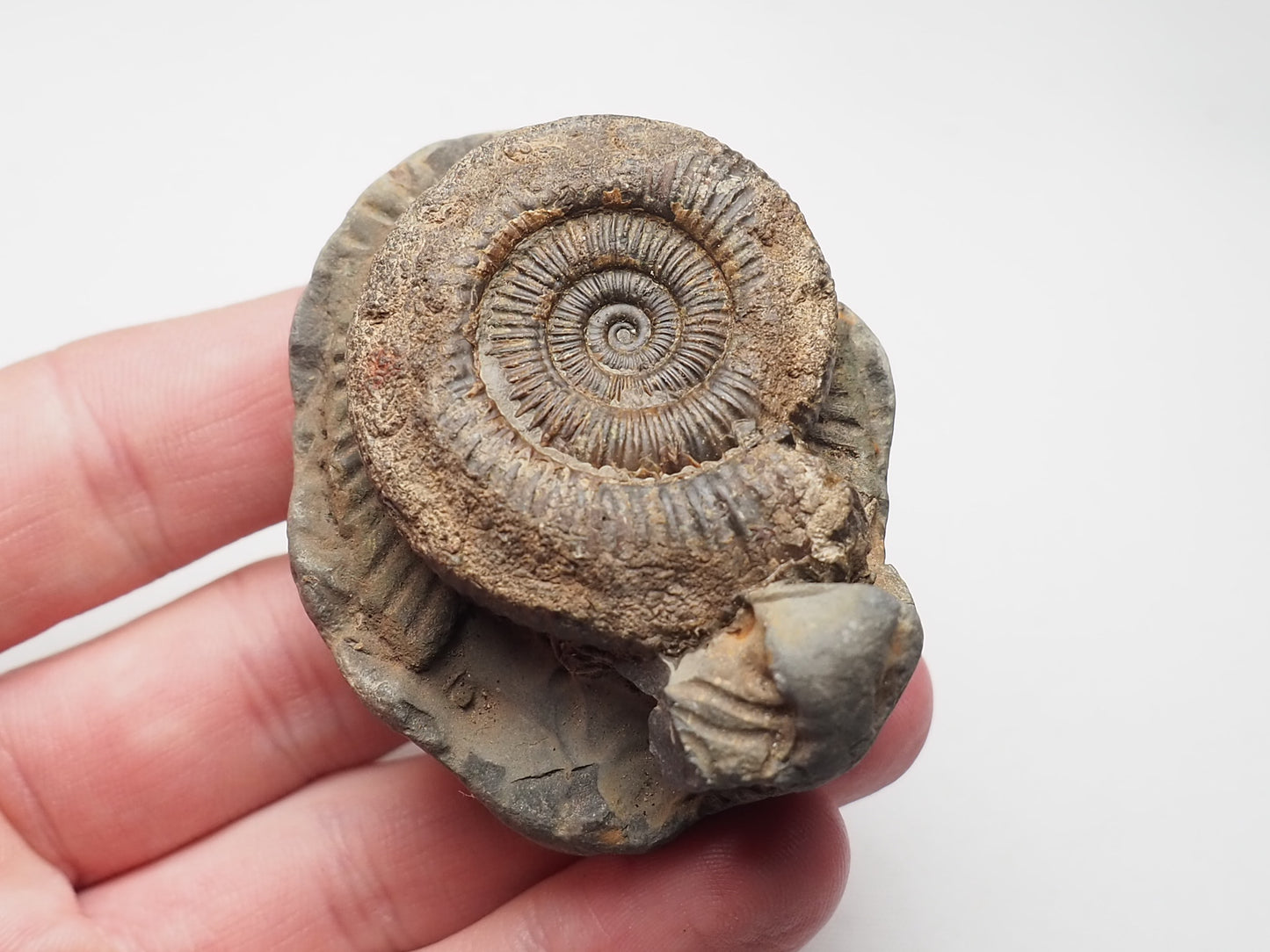 Ammonite