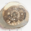 Cut and Polished Dactylioceras Ammonite Fossil – Whitby Yorkshire Coast – Jurassic