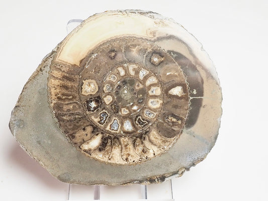 Cut and Polished Ammonite Dactylioceras