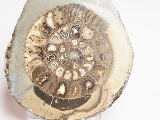 Cut and Polished Ammonite Dactylioceras
