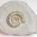 Dactylioceras Ammonite Fossil – Whitby Yorkshire Coast – Jurassic