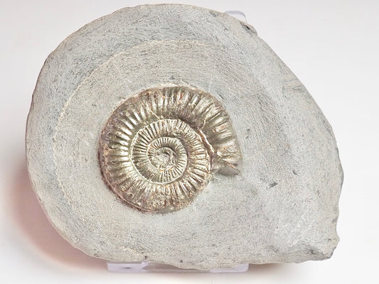 Dactylioceras