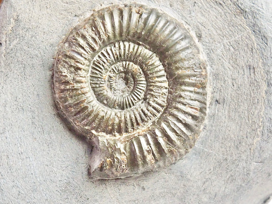 Dactylioceras
