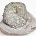 Ichthyosaur Vert – Whitby Yorkshire Coast – Jurassic