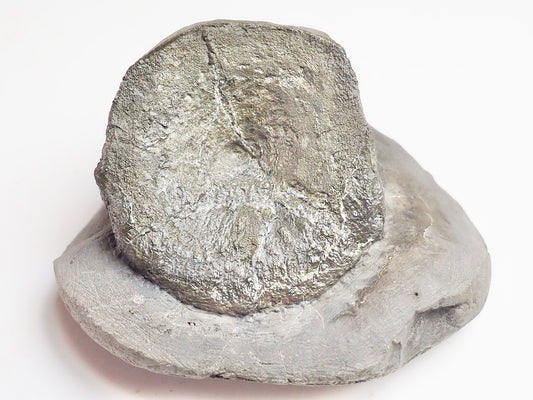 Ichthyosaur Vert