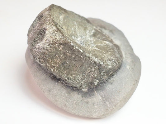 Ichthyosaur Vert
