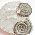 Dactylioceras Tenuicostatum Double Ammonite Fossil – Whitby Yorkshire Coast – Jurassic