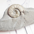 Agassiceras