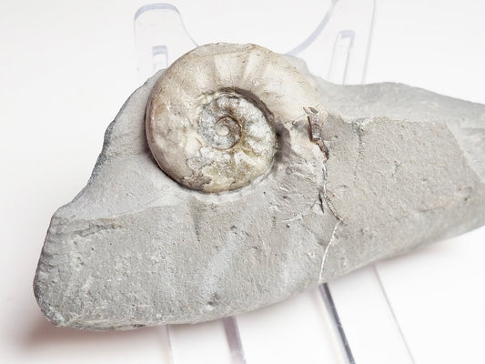 Agassiceras