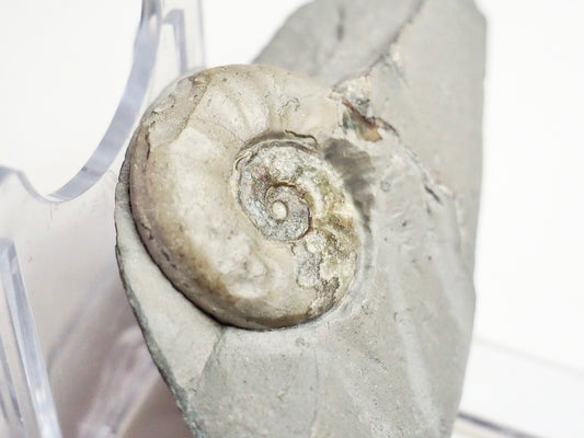 Agassiceras