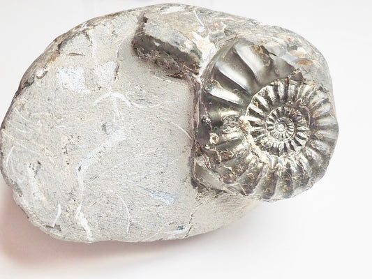 Pleuroceras paucicostatum