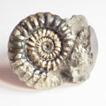 Gagaticeras Gagateum & Oxynoticeras Ammonite – Whitby Jurassic Fossil – Yorkshire Coast