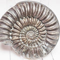 Arnioceras