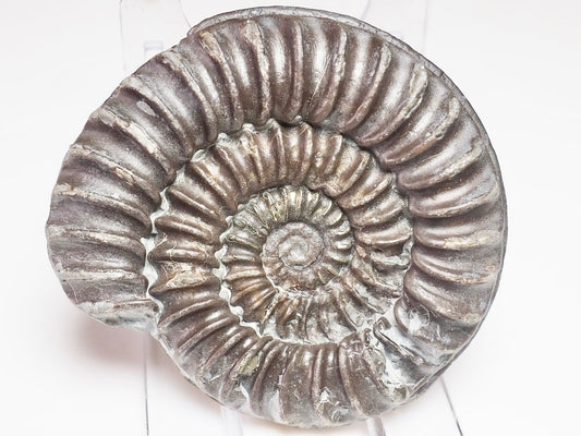 Arnioceras