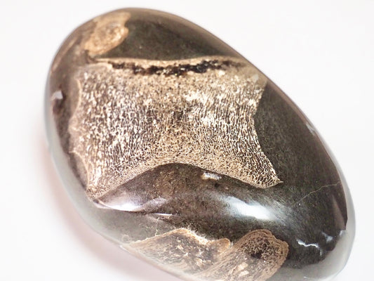 Polished Ichthyosaur Fossil Pebble – Paperweight