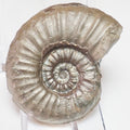 Agassiceras