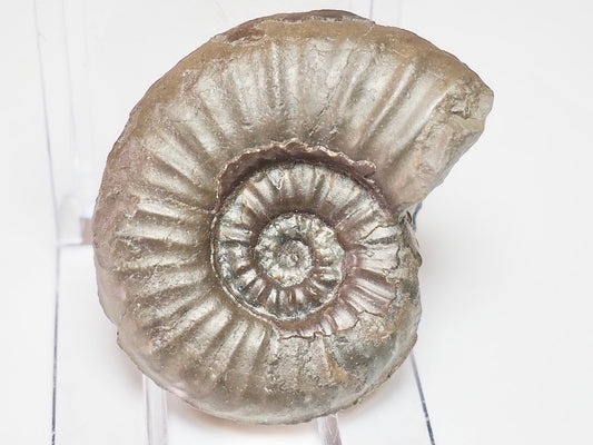 Agassiceras