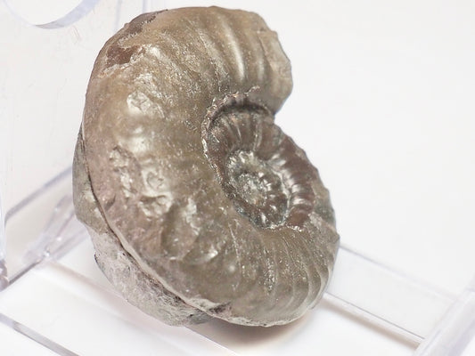 Agassiceras