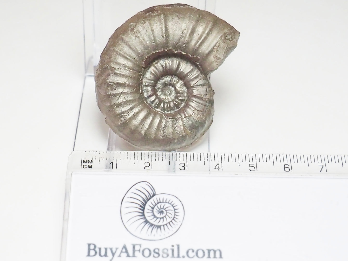 Agassiceras