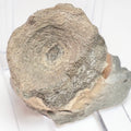 Ichthyosaur Vert