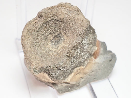 Ichthyosaur Vert