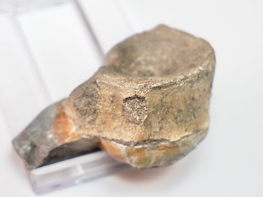 Ichthyosaur Vert