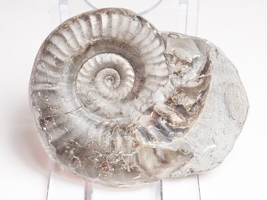 Grammoceras Thouarense