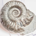 Grammoceras Ammonite Fossil – Whitby Yorkshire Coast – Jurassic