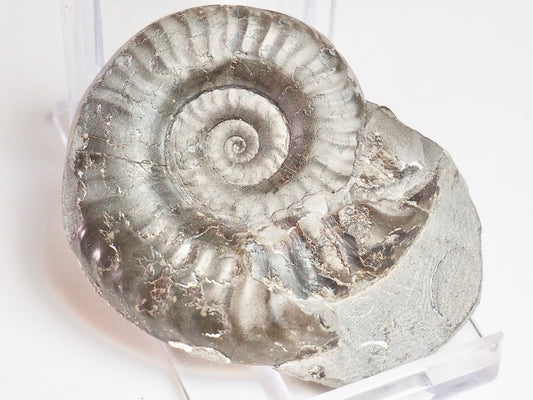 Grammoceras Thouarense