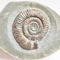Dactylioceras